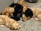 Cavapoo / Sproodle Puppies *all reserved*