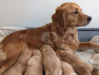 Gorgeous KC Registered Golden Retriever Puppies