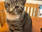 Missing Cat Jonx