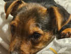 5 month old yorkshire terrier X Patterdale