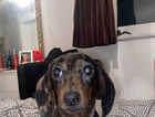6 month old loving friendly dachshund looking for a new home
