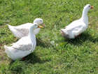 A trio of Aylesbury ducks