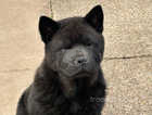Kc reg beautiful 2 black puppies please read ad!!!