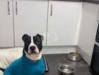 8 month old staffy male - neutered