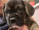 Frenchie x beagle pup