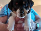 Last remaining Jack russell male puppy