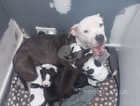 5 Staffy puppies for sale