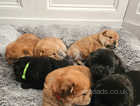 KC registered Chow chow puppies