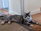 Missing Grey/white long haired male cat