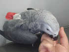 Adorable African Grey Female