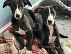 KC registered whippet puppies for sale