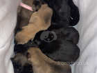 German shepherd pups for sale