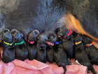 Rottweilers Puppies