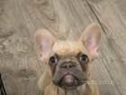 Fluffy carrier Lilac fawn male French bulldog REDUCED