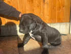 Cane Corso X pups [only males left]