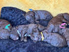Gorgeous chocolate cockerpoos for sale