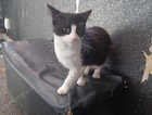 For sale cat