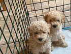 Beautiful Apricot Miniature/Toy Poodle puppies