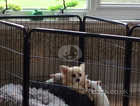 Hi 1boy and 1 girl pomchi puppies 7 weeks old ready to leave on the 9 th April