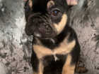 1 Beautiful Male French Bulldog Left Ready for his forever home!