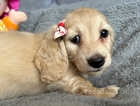 Miniature longhaired cream dachshund Ready Now