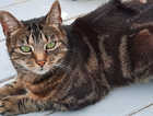 Missing cat kibbles,aged 9