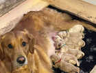 Stunning KC registered Golden Retriever Puppies ready to go home with you today