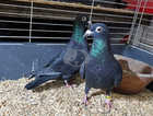 Black Racing Pigeons