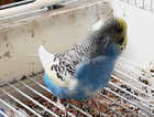 young budgies for sale
