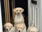KC registered golden Labrador puppies 2 girls left