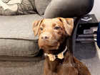 Chocolate Patterdale 6 months old
