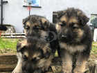 Pure breed, beautiful German Shepherd puppies.
