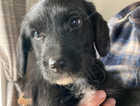 Welsh Collie X Miniature Poodle LAST ONE