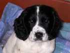 Fantastic pup looking for his forever home worker or pet both parents can be seen