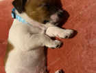 Jackawawa cross jack x chi boy 6weeks