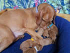 Kc Hungarian wirehaired vizsla puppies