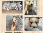 DNA Health checked Pomsky puppies (miniature siberian huskies)