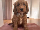 F2 Red cockapoo puppies - Ready Thursday