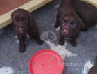 Chocolate wcs puppies
