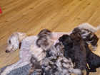 Merle miniature poodle puppies