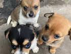 Chihuahua pups ready now