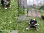 4 cocker spaniel puppies for sale