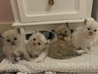 4 Male Ragdoll Kittens