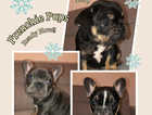 ADORABLE FRENCH BULLDOG PUPPIES FOR SALE