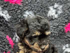 Gorgeous litter of yorkie-poo's