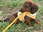 14 week miniature dachshund girl