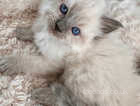 Pedigree Pure breed Fluffy Ragdol Kitten