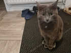 Missing Grey cat