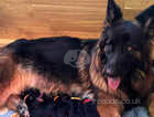 Beautiful long hair GSD puppies,KC registered,healthy tested parents