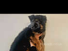 Gorgeous Black And Tan Male German Shepherd Pup